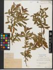 Foto von Salix triandra subsp. triandra L.